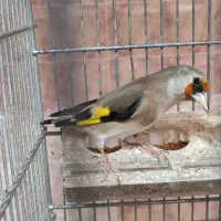 قناری ماده سهره دارابی|پرنده|فسا, |دیوار