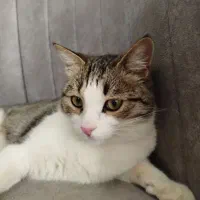 گربه نر رایگان