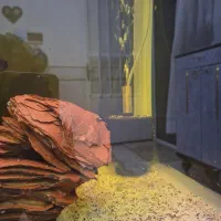 اکواریوم|ماهی|قم, شهرک فاطمیه|دیوار