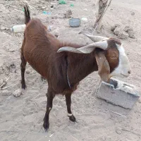 فروشی|حیوانات مزرعه|جازموریان, |دیوار