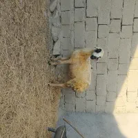 یک عدد میش|حیوانات مزرعه|بندرعباس, |دیوار