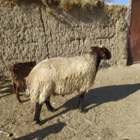 قوچ چهار ساله ی افشار همو