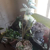 گل وگیاه