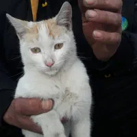 گربه اهلی واکسن زده