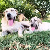 سگ ماده|سگ|قره پشتلو, |دیوار