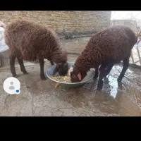 ۲ عدد بره ۴۰ کیلویی فراهان