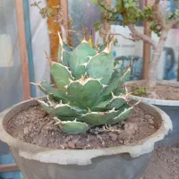 فروش انواع گل  وکاکتوس