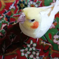 عروس هلندی