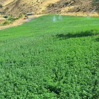 یونجه تازه و یک دست