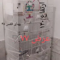 قفس بزرگ و شیک پرنده