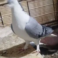 خال و ساده پاک|پرنده|مشهد, کشف|دیوار