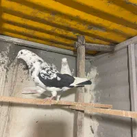 ۷۰ تا کفتر یه جای