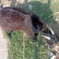 بز نر|حیوانات مزرعه|توکهور, |دیوار