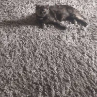 گربه اسکاتیش دبل فولد ماده فحل