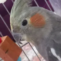 عروس هلندی ماده