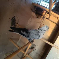 ۹ تا کفتر بشرط همه چی