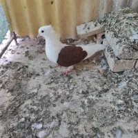 پرنده|پرنده|شوشتر, |دیوار