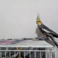 عروس هلندی|پرنده|کاشمر, |دیوار