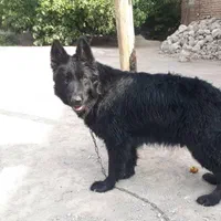 دامپزشک دامپزشکی سگ گربه پرنده زینتی عروس هلندی|خدمات آرایشگری و زیبایی|ارومیه, |دیوار