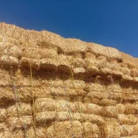 کاه|لوازم جانبی حیوانات|نیشابور, مازول|دیوار