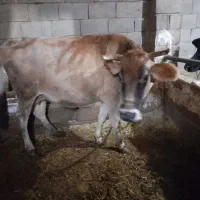 دوعددگاو وگوساله|حیوانات مزرعه|دهگلان, |دیوار