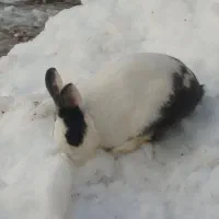 خرگوش|موش و خرگوش|مریوان, |دیوار