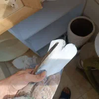 کفتر سرور دم سفید|پرنده|فردیس, شهرک ناز|دیوار