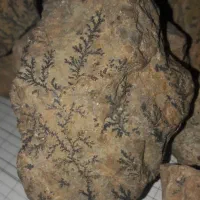 سنگ شجر فسیلی دونه ای ۵۰