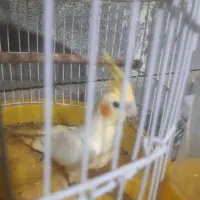 عروس هلندی آشتی بدون گاز گرفتن