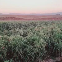 دسته ای ۶۰ هزار زیاد ببری کمتر حساب میکنم