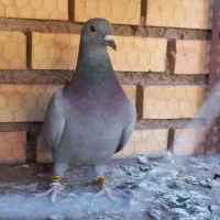 پلاکی|پرنده|نهبندان, |دیوار