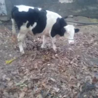 گوساله ی سیمنتال|حیوانات مزرعه|سنندج, |دیوار