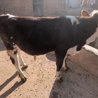 گوساله سیمنتال|حیوانات مزرعه|لیلان, |دیوار