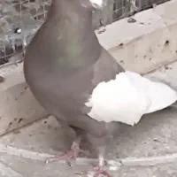 کفتر  سینه قهوه ای نر