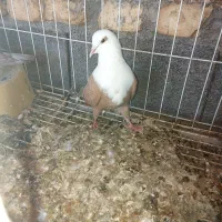 کله سفید|پرنده|دوگنبدان, |دیوار