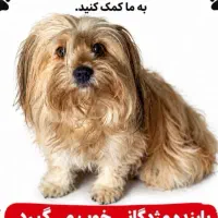 گمشده