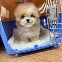 واگذاری ۲۹۰۰ هاپو سگ توله