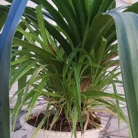 پاندانوس بزرگ|گل و گیاه طبیعی|نیشابور, شهرک رسولی|دیوار