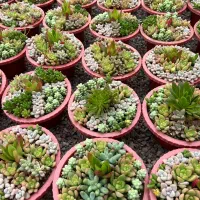 فروش عمده و تکی انواع ساکولنت