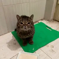 گربه پیدا شده