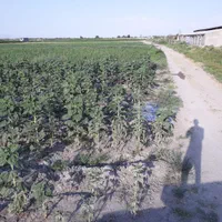 زمین کشاورزی گویجلوی اصلان به متراژ ۱۲۵۰ متر مربع|فروش دفتر صنعتی، کشاورزی، تجاری|ارومیه, |دیوار