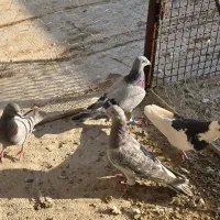 پلاکی|پرنده|شیراز, شیخ علی چوپان|دیوار