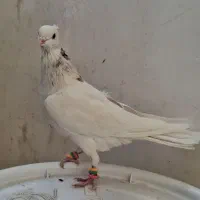 کبوتر طوقی|پرنده|کاشمر, |دیوار