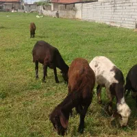 ۴راس توقلی  ماده