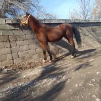 اسب|اسب و تجهیزات اسب‌سواری|شیراز, حسن آباد|دیوار