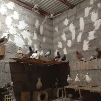 فروش کبوتر|پرنده|بندر دیر, |دیوار