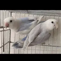 طوطی برزیلی ویولت ابروبادی زیبا جفت|پرنده|بابل, |دیوار