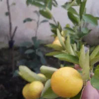 رهن  واحد تک سقف.ورودی جدا.حیاط خلوت پشت باغچه|اجارهٔ آپارتمان|لنگرود, |دیوار