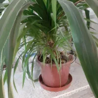 گل خوشکل سرحال|گل و گیاه طبیعی|کاشمر, |دیوار