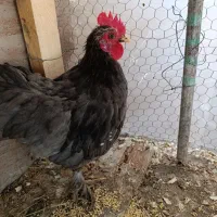 چند تا خروس کوشین خاص